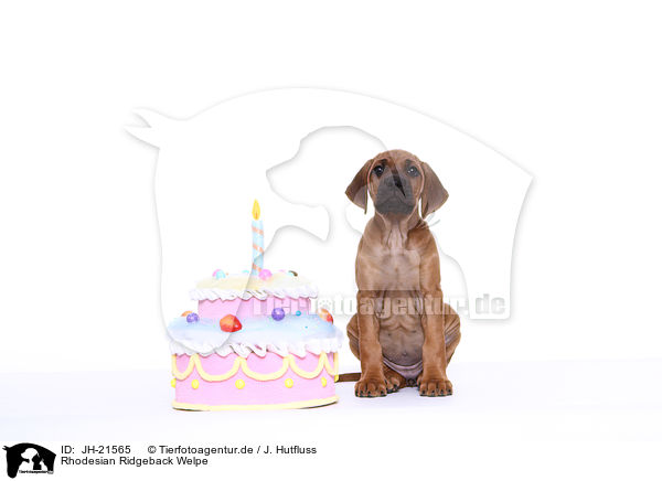Rhodesian Ridgeback Welpe / JH-21565