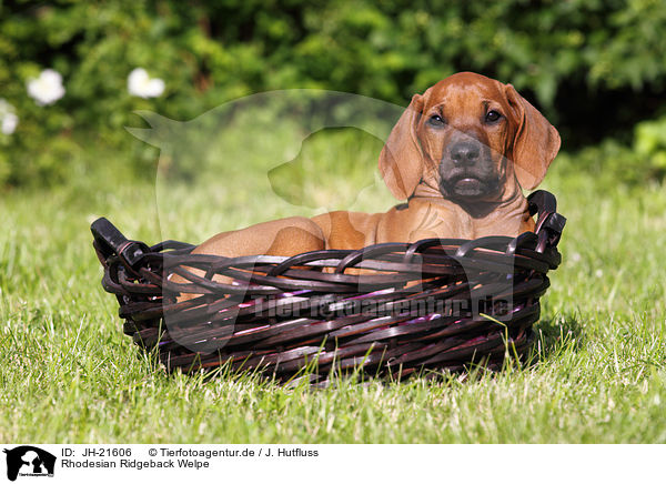 Rhodesian Ridgeback Welpe / JH-21606