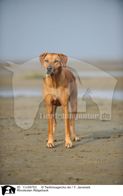 Rhodesian Ridgeback / Rhodesian Ridgeback / YJ-09753