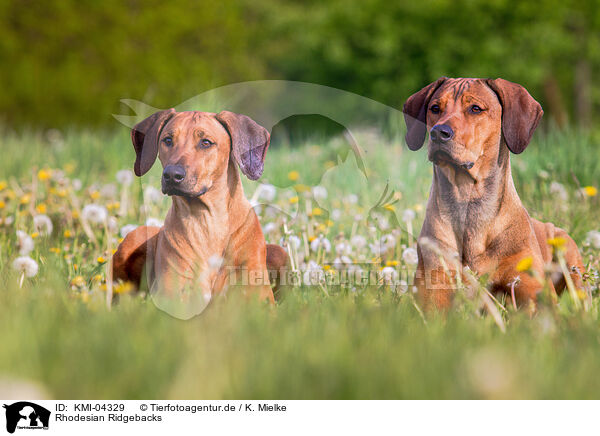 Rhodesian Ridgebacks / Rhodesian Ridgebacks / KMI-04329