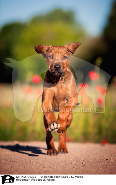 Rhodesian Ridgeback Welpe / KMI-04332