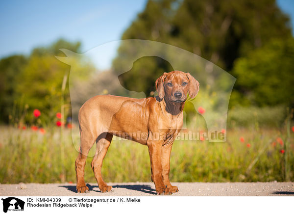 Rhodesian Ridgeback Welpe / KMI-04339