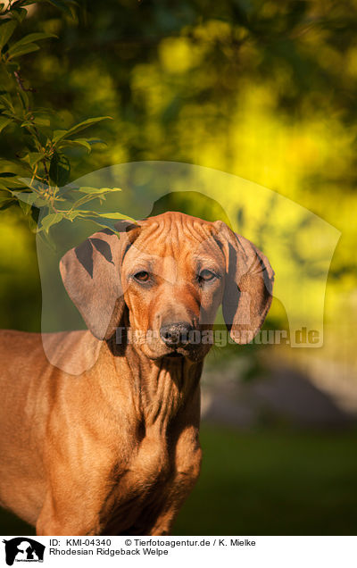 Rhodesian Ridgeback Welpe / KMI-04340