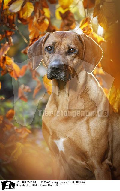 Rhodesian Ridgeback Portrait / RR-74034