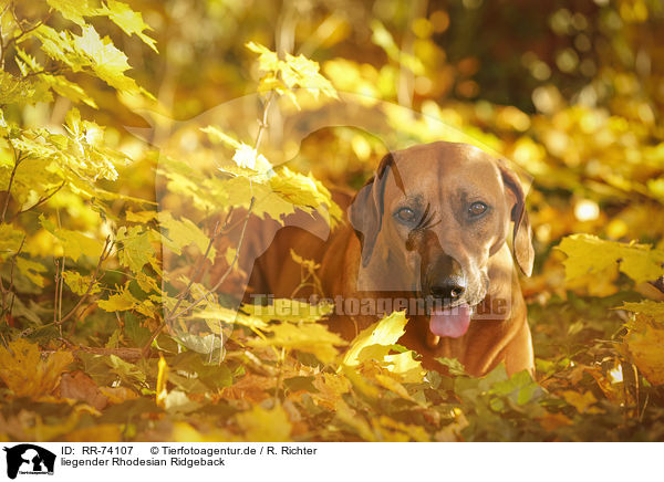 liegender Rhodesian Ridgeback / lying Rhodesian Ridgeback / RR-74107