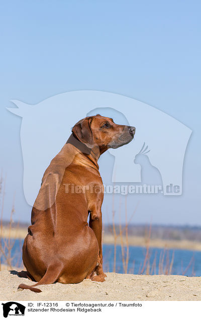 sitzender Rhodesian Ridgeback / sitting Rhodesian Ridgeback / IF-12316