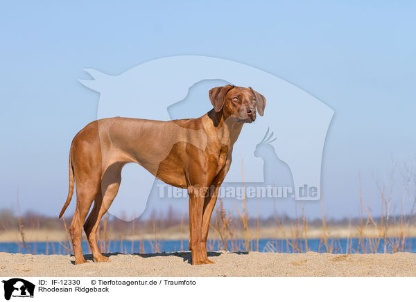 Rhodesian Ridgeback / Rhodesian Ridgeback / IF-12330