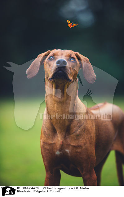 Rhodesian Ridgeback Portrait / Rhodesian Ridgeback Portrait / KMI-04476