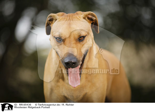 Rhodesian Ridgeback Portrait / RR-95436
