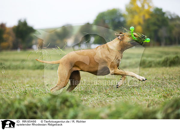 spielender Rhodesian Ridgeback / playing Rhodesian Ridgeback / RR-95466