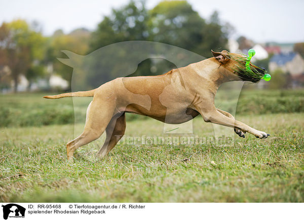 spielender Rhodesian Ridgeback / playing Rhodesian Ridgeback / RR-95468