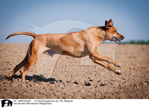 rennender Rhodesian Ridgeback / running Rhodesian Ridgeback / MW-04330