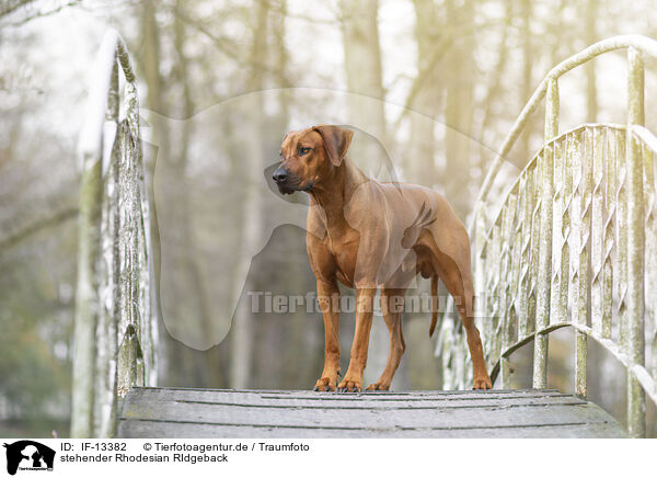 stehender Rhodesian RIdgeback / standing Rhodesian RIdgeback / IF-13382