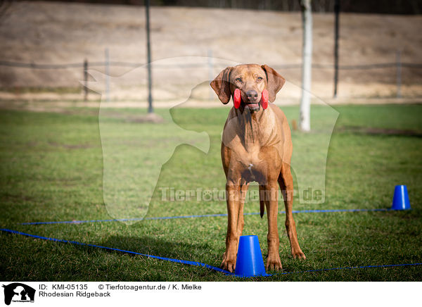 Rhodesian Ridgeback / Rhodesian Ridgeback / KMI-05135