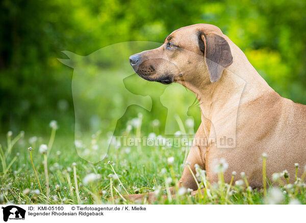liegender Rhodesian Ridgeback / lying Rhodesian Ridgeback / KMI-05160