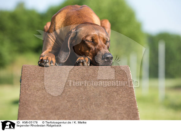 liegender Rhodesian Ridgeback / lying Rhodesian Ridgeback / KMI-05178