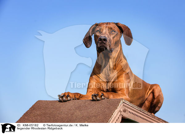liegender Rhodesian Ridgeback / lying Rhodesian Ridgeback / KMI-05182