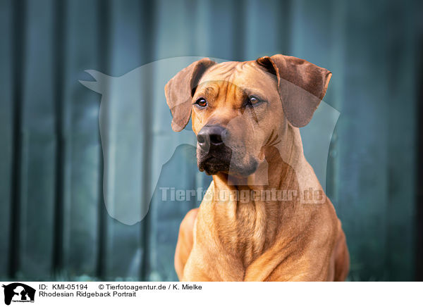 Rhodesian Ridgeback Portrait / Rhodesian Ridgeback Portrait / KMI-05194