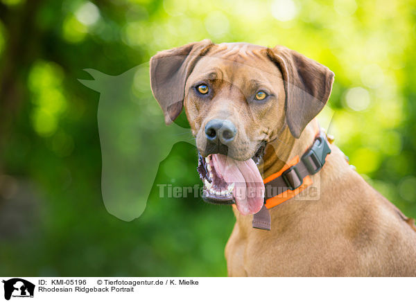Rhodesian Ridgeback Portrait / Rhodesian Ridgeback Portrait / KMI-05196