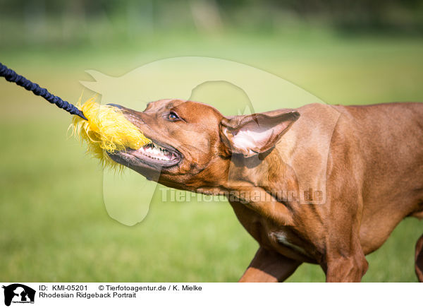 Rhodesian Ridgeback Portrait / Rhodesian Ridgeback Portrait / KMI-05201