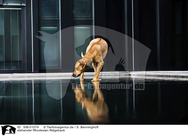 stehender Rhodesian Ridgeback / standing Rhodesian Ridgeback / SIB-01074