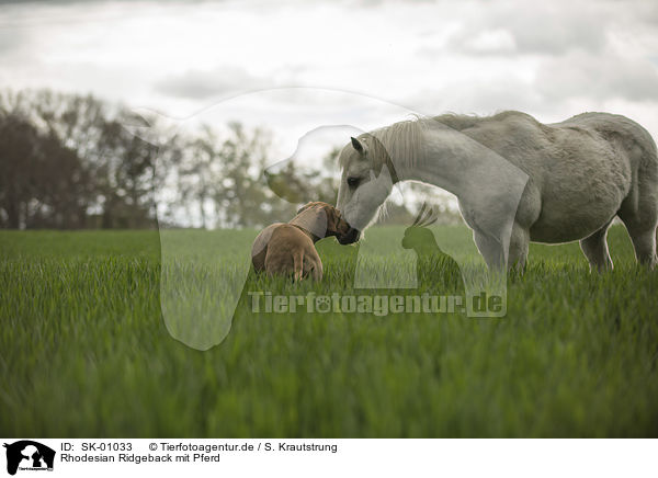 Rhodesian Ridgeback mit Pferd / SK-01033