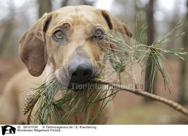 Rhodesian Ridgeback Portrait / Rhodesian Ridgeback portrait / SK-01038