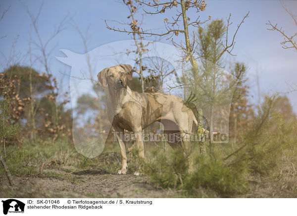 stehender Rhodesian Ridgeback / standing Rhodesian Ridgeback / SK-01046