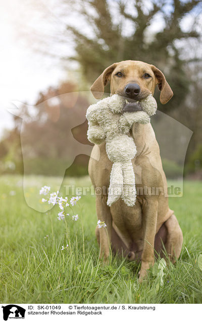 sitzender Rhodesian Ridgeback / SK-01049