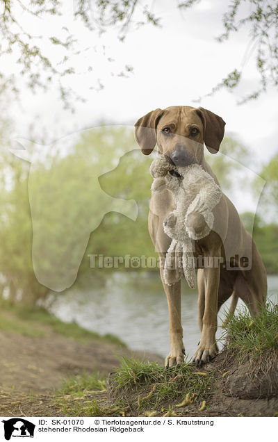 stehender Rhodesian Ridgeback / SK-01070