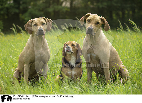 sitzende Hunde / sitting Dogs / SK-01114