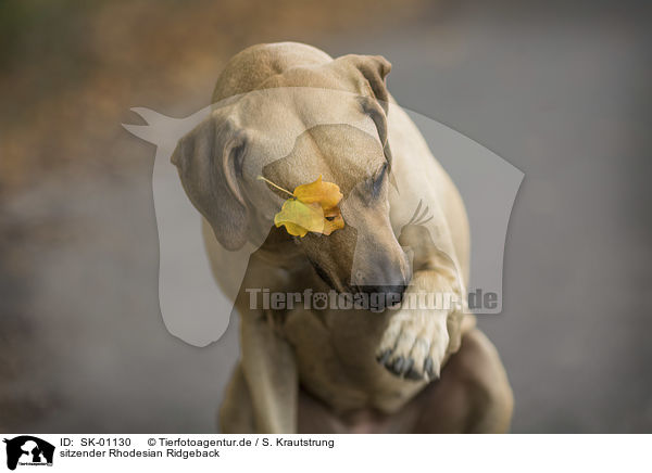 sitzender Rhodesian Ridgeback / SK-01130