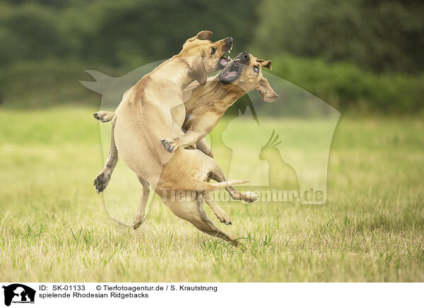 spielende Rhodesian Ridgebacks / playing Rhodesian Ridgebacks / SK-01133