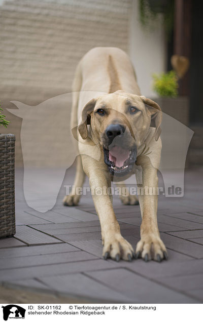 stehender Rhodesian Ridgeback / standing Rhodesian Ridgeback / SK-01162