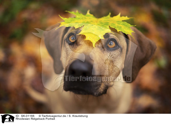 Rhodesian Ridgeback Portrait / Rhodesian Ridgeback portrait / SK-01166