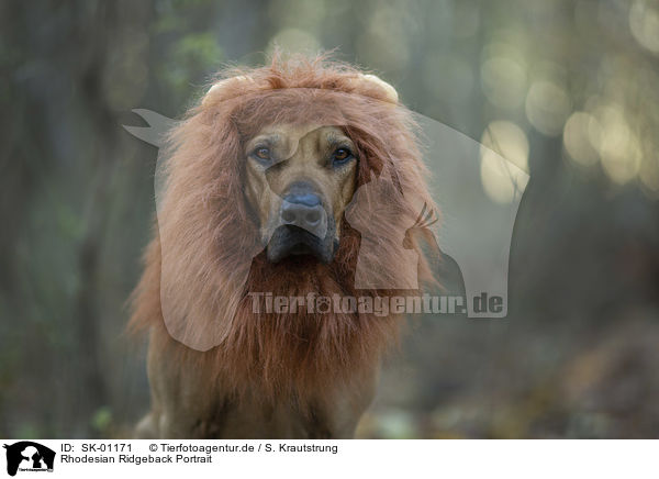 Rhodesian Ridgeback Portrait / Rhodesian Ridgeback portrait / SK-01171