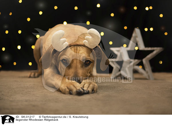 liegender Rhodesian Ridgeback / lying Rhodesian Ridgeback / SK-01217