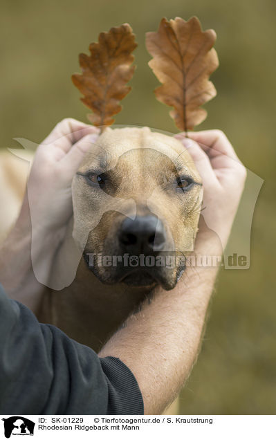 Rhodesian Ridgeback mit Mann / SK-01229