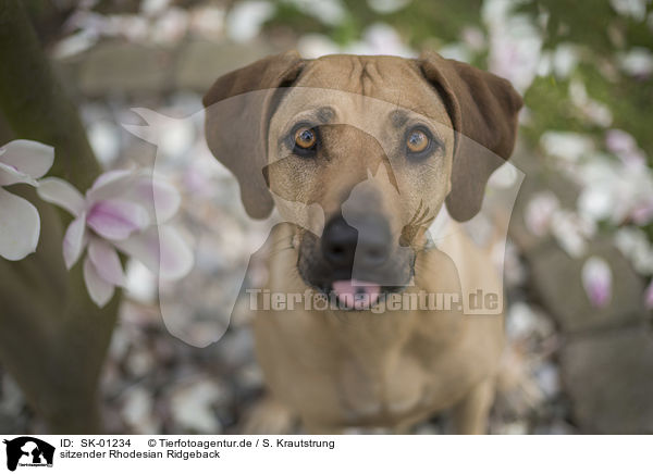 sitzender Rhodesian Ridgeback / SK-01234