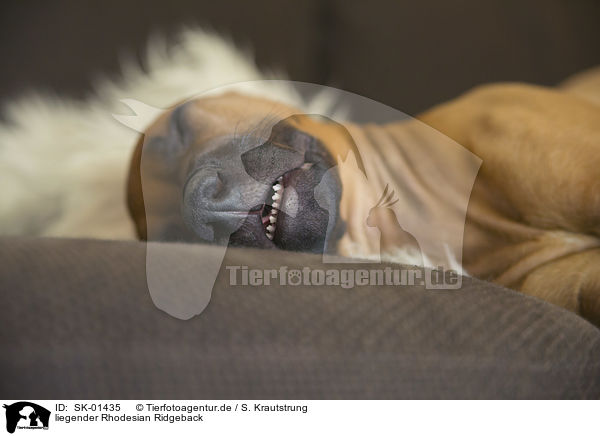 liegender Rhodesian Ridgeback / lying Rhodesian Ridgeback / SK-01435