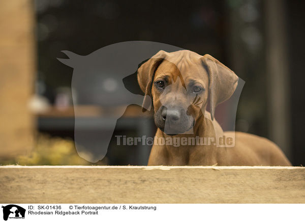Rhodesian Ridgeback Portrait / Rhodesian Ridgeback portrait / SK-01436