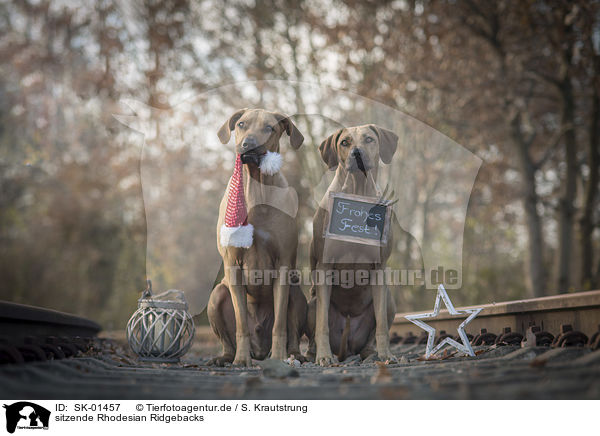 sitzende Rhodesian Ridgebacks / sitting Rhodesian Ridgebacks / SK-01457