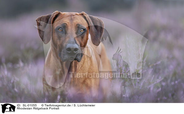 Rhodesian Ridgeback Portrait / SL-01055