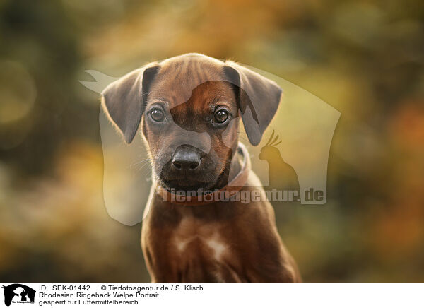 Rhodesian Ridgeback Welpe Portrait / Rhodesian Ridgeback Puppy portrait / SEK-01442