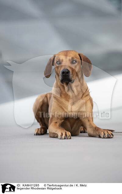 liegender Rhodesian Ridgeback / lying Rhodesian Ridgeback / KAM-01285
