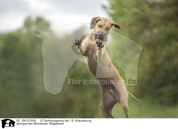 springender Rhodesian Ridgeback / jumping Rhodesian Ridgeback / SK-01509