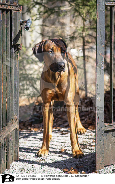 stehender Rhodesian Ridgeback / standing Rhodesian Ridgeback / DST-01267