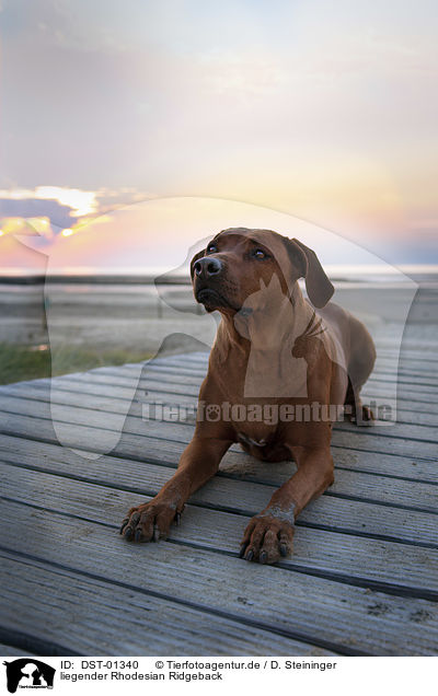 liegender Rhodesian Ridgeback / lying Rhodesian Ridgeback / DST-01340