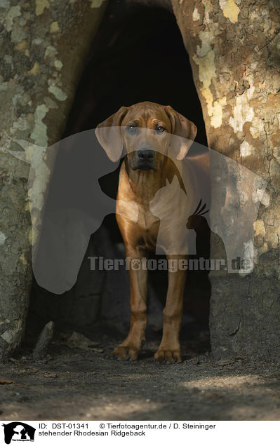 stehender Rhodesian Ridgeback / standing Rhodesian Ridgeback / DST-01341