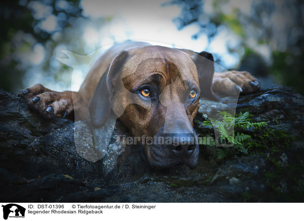 liegender Rhodesian Ridgeback / lying Rhodesian Ridgeback / DST-01396